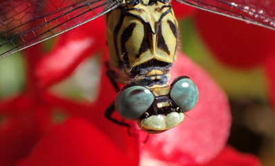 P8227946a.jpg